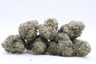 Sterling - Indica - 33%
