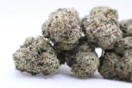 Sterling - Indica - 33% - Image 2